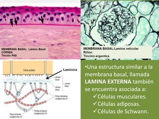•Una estructura similar a la
membrana basal, llamada
LAMINA EXTERNA también
se encuentra asociada a:
üCélulas musculares.
üCélulas adiposas.
üCélulas de Schwann.
 