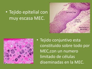 • Tejido epitelial con
muy escasa MEC.
• Tejido conjuntivo esta
constituido sobre todo por
MEC,con un numero
limitado de células
diseminadas en la MEC.
 