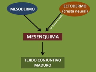 TEJIDO CONJUNTIVO
MADURO
MESODERMO
ECTODERMO
(cresta neural)
MESENQUIMA
E
n
C
a
b
e
z
a
y
c
u
e
l
l
o
 