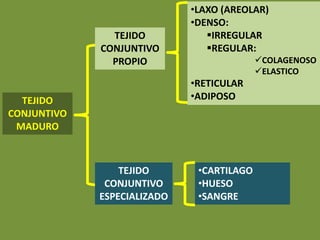 TEJIDO
CONJUNTIVO
MADURO
TEJIDO
CONJUNTIVO
PROPIO
TEJIDO
CONJUNTIVO
ESPECIALIZADO
•CARTILAGO
•HUESO
•SANGRE
•LAXO (AREOLAR)
•DENSO:
§IRREGULAR
§REGULAR:
üCOLAGENOSO
üELASTICO
•RETICULAR
•ADIPOSO
 