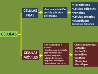 CÉLULAS
•Fibroblastos
•Células adiposas
•Pericitos
•Células cebadas
•Macrófagos
(ejm:células de Kupffer)
•Son una población
estable y de vida
prolongada
CÉLULAS
FIJAS
CÉLULAS
MÓVILES
•Células plasmáticas
•Linfocitos
•Neutrófilos
•Eosinófilos
•Basófilos
•Monocitos
•Macrófagos
•Son células libres o
errantes
•Se originan en la medula
ósea y circulan en el
torrente sanguíneo.
•Migran del torrente
sanguíneo a los tejidos
•Suelen tener vida corta
 