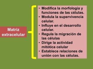 Matriz
extracelular
• Modifica la morfología y
funciones de las células.
• Modula la supervivencia
celular.
• Influye en el desarrollo
celular.
• Regula la migración de
las células
• Dirige la actividad
mitótica celular
• Establece relaciones de
unión con las células.
 