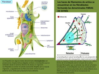 Los haces de filamentos de actina se
encuentran en los fibroblastos
formando las denominadas FIBRAS
DE ESTRÉS
La lamellipodium ( plural lamellipodia ) es una proyección de
la proteína actina del citoesqueleto, toda la estructura de la
célula se impulsa a través del sustrato ( Alberts et al., 2002 ).
Dentro de la lamellipodia está el armazón de la actina
llamada Microspiker que se extiende mas allá de la frontera
lamellipodium. La lamellipodia nace de la nucleación de la
actina en la membrana plasmática de la célula (Alberts et al.,
2002) y es el área principal de la incorporación de
microfilamentos de actina.
Los filopodios (en algunos textos denominados microespículas) son
proyecciones citoplasmáticas delgadas similares a lamelipodios que se
extienden desde el extremo directriz de células en migración.
Los filopodios se anclan al sustrato avanzando dirigidas por su ruta de
migración, y seguidamente las fibras de estrés retraen la parte
posterior de la célula para propulsarla hacia adelante.
 