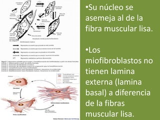 •Su núcleo se
asemeja al de la
fibra muscular lisa.
•Los
miofibroblastos no
tienen lamina
externa (lamina
basal) a diferencia
de la fibras
muscular lisa.
 