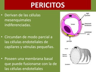 PERICITOS
• Derivan de las células
mesenquimales
indiferenciadas.
• Circundan de modo parcial a
las células endoteliales de
capilares y vénulas pequeñas.
• Poseen una membrana basal
que puede fusionarse con la de
las células endoteliales
 