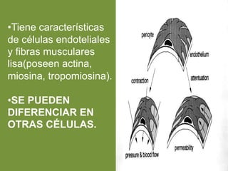 •Tiene características
de células endoteliales
y fibras musculares
lisa(poseen actina,
miosina, tropomiosina).
•SE PUEDEN
DIFERENCIAR EN
OTRAS CÉLULAS.
 