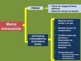 Matriz
extracelular
SUSTANCIA
FUNDAMENTAL
(SUSTANCIA
BASE)
FIBRAS
• Fibras de colageno,Fibras
elásticas
• Soportan fuerzas de tensión
• Material amorfo
similar a un gel.
• Resiste fuerzas de
comprensión.
• Contiene agua que
permite el
intercambio de
nutrientes y
productos de
desecho.
• Compuesto por:
• Glucosaminoglucanos
• Proteoglucanos
• Glucoproteinas.
 