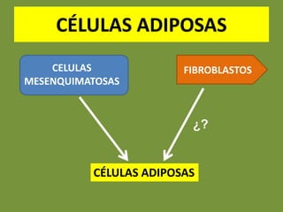 CÉLULAS ADIPOSAS
CELULAS
MESENQUIMATOSAS
FIBROBLASTOS
CÉLULAS ADIPOSAS
¿?
 