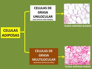 CELULAS DE
GRASA
MULTILOCULAR
(MULTIPLES GOTITAS DE LIPIDO)
CELULAS
ADIPOSAS
CELULAS DE
GRASA
UNILOCULAR
(UNA GOTA DE LIPIDO GRANDE)
TEJIDO ADIPOSO BLANCO
TEJIDO ADIPOSO PARDO
 