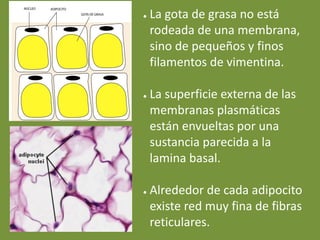 ● La gota de grasa no está
rodeada de una membrana,
sino de pequeños y finos
filamentos de vimentina.
● La superficie externa de las
membranas plasmáticas
están envueltas por una
sustancia parecida a la
lamina basal.
● Alrededor de cada adipocito
existe red muy fina de fibras
reticulares.
 