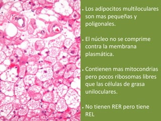 ● Los adipocitos multiloculares
son mas pequeñas y
poligonales.
● El núcleo no se comprime
contra la membrana
plasmática.
● Contienen mas mitocondrias
pero pocos ribosomas libres
que las células de grasa
uniloculares.
● No tienen RER pero tiene
REL
 