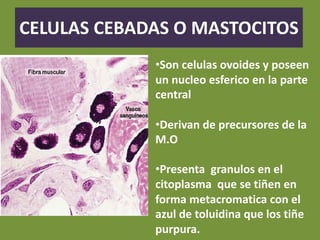 CELULAS CEBADAS O MASTOCITOS
•Son celulas ovoides y poseen
un nucleo esferico en la parte
central
•Derivan de precursores de la
M.O
•Presenta granulos en el
citoplasma que se tiñen en
forma metacromatica con el
azul de toluidina que los tiñe
purpura.
 