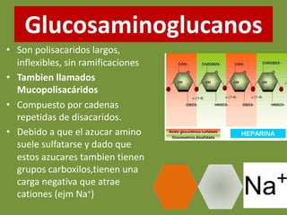 Glucosaminoglucanos
• Son polisacaridos largos,
inflexibles, sin ramificaciones
• Tambien llamados
Mucopolisacáridos
• Compuesto por cadenas
repetidas de disacaridos.
• Debido a que el azucar amino
suele sulfatarse y dado que
estos azucares tambien tienen
grupos carboxilos,tienen una
carga negativa que atrae
cationes (ejm Na+)
 