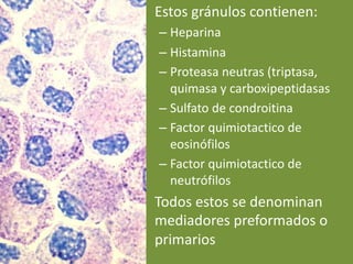 • Estos gránulos contienen:
– Heparina
– Histamina
– Proteasa neutras (triptasa,
quimasa y carboxipeptidasas
– Sulfato de condroitina
– Factor quimiotactico de
eosinófilos
– Factor quimiotactico de
neutrófilos
• Todos estos se denominan
mediadores preformados o
primarios
 