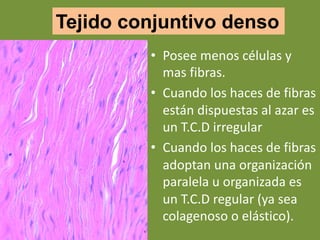 Tejido conjuntivo denso
• Posee menos células y
mas fibras.
• Cuando los haces de fibras
están dispuestas al azar es
un T.C.D irregular
• Cuando los haces de fibras
adoptan una organización
paralela u organizada es
un T.C.D regular (ya sea
colagenoso o elástico).
 