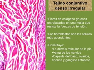 Tejido conjuntivo
denso irregular
•Fibras de colágeno gruesas
entrelazadas en una malla que
resiste la fuerzas de tensión.
•Los fibroblastos son las células
más abundantes.
•Constituye:
•La dermis reticular de la piel
•Vaina de los nervios
•Capsula del bazo, ovarios,
riñones y ganglios linfáticos.
 