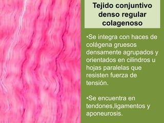 Tejido conjuntivo
denso regular
colagenoso
•Se integra con haces de
colágena gruesos
densamente agrupados y
orientados en cilindros u
hojas paralelas que
resisten fuerza de
tensión.
•Se encuentra en
tendones,ligamentos y
aponeurosis.
 