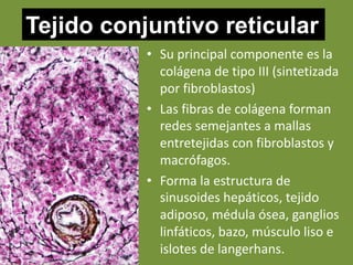 Tejido conjuntivo reticular
• Su principal componente es la
colágena de tipo III (sintetizada
por fibroblastos)
• Las fibras de colágena forman
redes semejantes a mallas
entretejidas con fibroblastos y
macrófagos.
• Forma la estructura de
sinusoides hepáticos, tejido
adiposo, médula ósea, ganglios
linfáticos, bazo, músculo liso e
islotes de langerhans.
 