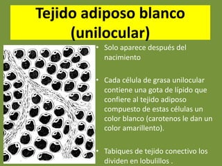 Tejido adiposo blanco
(unilocular)
• Solo aparece después del
nacimiento
• Cada célula de grasa unilocular
contiene una gota de lípido que
confiere al tejido adiposo
compuesto de estas células un
color blanco (carotenos le dan un
color amarillento).
• Tabiques de tejido conectivo los
dividen en lobulillos .
 
