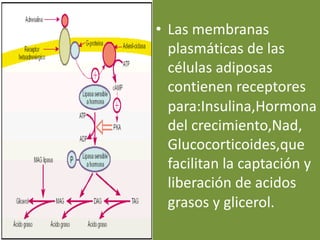 • Las membranas
plasmáticas de las
células adiposas
contienen receptores
para:Insulina,Hormona
del crecimiento,Nad,
Glucocorticoides,que
facilitan la captación y
liberación de acidos
grasos y glicerol.
 
