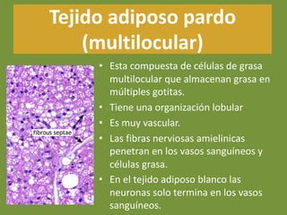Tejido adiposo pardo
(multilocular)
• Esta compuesta de células de grasa
multilocular que almacenan grasa en
múltiples gotitas.
• Tiene una organización lobular
• Es muy vascular.
• Las fibras nerviosas amielinicas
penetran en los vasos sanguíneos y
células grasa.
• En el tejido adiposo blanco las
neuronas solo termina en los vasos
sanguíneos.
 