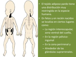 • El tejido adiposo pardo tiene
una distribución muy
restringida en la especie
humana.
• En fetos y en recién nacidos
se localiza en ciertos lugares
como:
– La región interescapular,
zona ventral del cuello,
– En la región pélvico-
inguinal
– En la zona perirrenal y
– Alrededor de las
glándulas suprarrenales.
 