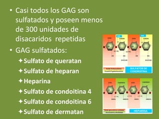 • Casi todos los GAG son
sulfatados y poseen menos
de 300 unidades de
disacaridos repetidas
• GAG sulfatados:
öSulfato de queratan
öSulfato de heparan
öHeparina
öSulfato de condoitina 4
öSulfato de condoitina 6
öSulfato de dermatan
 