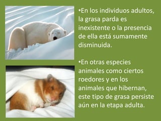 •En los individuos adultos,
la grasa parda es
inexistente o la presencia
de ella está sumamente
disminuida.
•En otras especies
animales como ciertos
roedores y en los
animales que hibernan,
este tipo de grasa persiste
aún en la etapa adulta.
 
