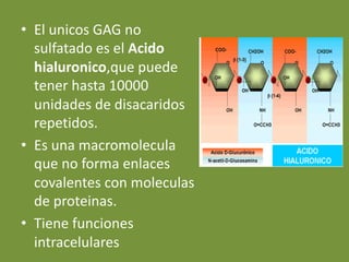 • El unicos GAG no
sulfatado es el Acido
hialuronico,que puede
tener hasta 10000
unidades de disacaridos
repetidos.
• Es una macromolecula
que no forma enlaces
covalentes con moleculas
de proteinas.
• Tiene funciones
intracelulares
 