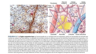 Comprehensive Overview of Connective Tissue Structure and Function in ...