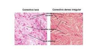 Comprehensive Overview of Connective Tissue Structure and Function in ...