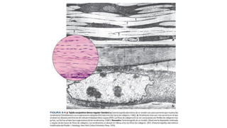 Comprehensive Overview of Connective Tissue Structure and Function in ...