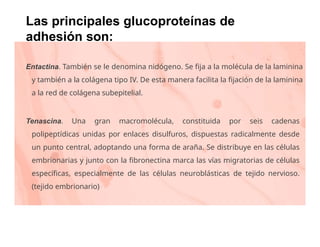 Tejido conjuntivo (generalidades) Histología | PPTX