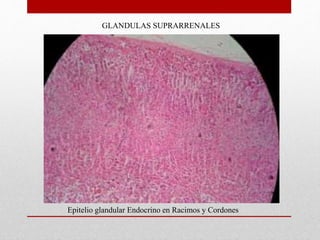 GLANDULAS SUPRARRENALES
Epitelio glandular Endocrino en Racimos y Cordones