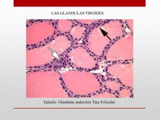 LAS GLANDULAS TIROIDES
Epitelio Glandular endocrino Tipo Folicular
