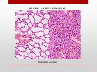GLANDULAS SUBMANDIBULAR
Glandulas salivares