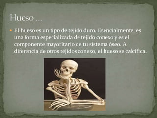  El hueso es un tipo de tejido duro. Esencialmente, es 
una forma especializada de tejido conexo y es el 
componente mayoritario de tu sistema óseo. A 
diferencia de otros tejidos conexo, el hueso se calcifica. 
 