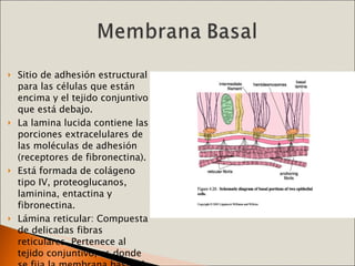 Tejido epitelial | PPT