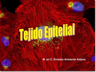 Tejido Epitelial  M. en C. Ernesto Armienta Aldana 