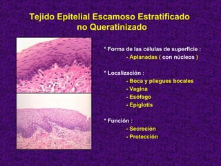 Tejido Epitelial Escamoso Estratificado  no Queratinizado * Forma de las células de superficie :  - Aplanadas (  con núcleos  ) * Localización : - Boca y pliegues bocales - Vagina - Esófago - Epiglotis * Función : - Secreción - Protección 