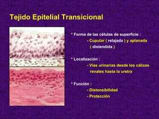 Tejido Epitelial Transicional * Forma de las células de superficie :  - Cupular (  relajada  ) y aplanada (  distendida  ) * Localización : - Vías urinarias desde los cálices renales hasta la uretra * Función : - Distensibilidad - Protección 