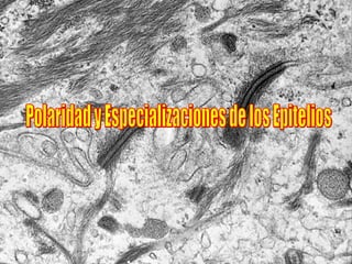 Polaridad y Especializaciones de los Epitelios 