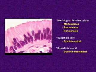* Morfología  /  Función celular - Morfológicos - Bioquímicos - Funcionales * Superficie libre - Dominio apical * Superficie lateral - Dominio basolateral 