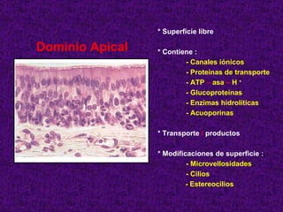 Dominio Apical * Superficie libre * Contiene : - Canales iónicos - Proteínas de transporte - ATP  –  asa  –  H  + - Glucoproteínas - Enzimas hidrolíticas - Acuoporinas * Transporte  /  productos  * Modificaciones de superficie : - Microvellosidades - Cilios  - Estereocilios 