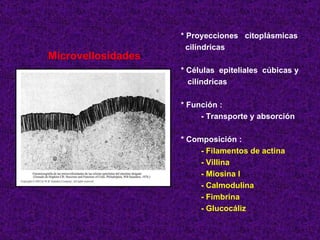 Microvellosidades * Proyecciones  citoplásmicas cilíndricas * Células  epiteliales  cúbicas y cilíndricas * Función :  - Transporte y absorción * Composición : - Filamentos de actina - Villina - Miosina I - Calmodulina - Fimbrina - Glucocáliz 