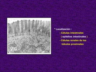 * Localización : - Células intestinales (  epitelios intestinales  ) - Células renales de los túbulos proximales 