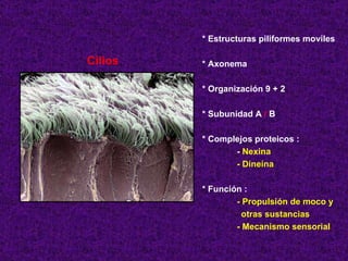 Cilios * Estructuras piliformes moviles * Axonema  * Organización 9 + 2 * Subunidad A  /  B * Complejos proteicos :  -  Nexina - Dineína * Función : - Propulsión de moco y otras sustancias - Mecanismo sensorial 