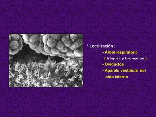 * Localización : - Árbol respiratorio (  tráquea y bronquios  ) - Oviductos - Aparato vestibular del oído interno 