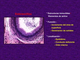Estereocilios * Estructuras inmovibles  / filamentos de actina * Función : - Incremento del área de superficie - Generación de señales  * Localización :  - Epidídimo - Conducto deferente - Oído interno 