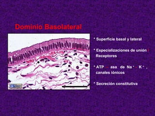 Dominio Basolateral * Superficie basal y lateral * Especializaciones de unión  / Receptores * ATP  –  asa  de  Na  +  -   K  +   , canales iónicos * Secreción constitutiva 